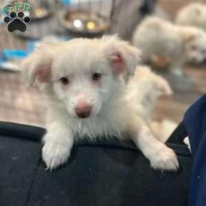 Alaska, Pomeranian Mix Puppy